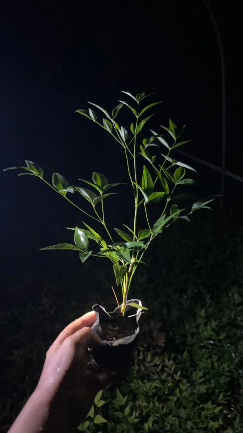 批量出售南天竹，杯苗南天竹，南天竹杯型多