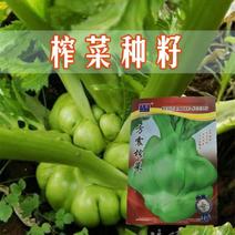 特大榨菜种子种孑秋播腌渍用青脆菜种籽秋季萝卜种子