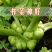 榨菜种子种孑秋播腌渍用青脆菜种籽秋季萝卜种子