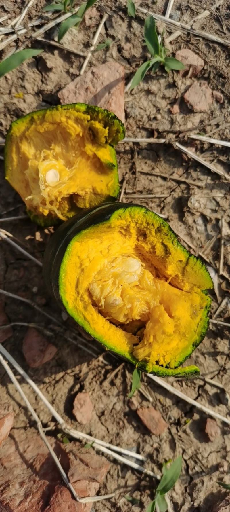 基地种植佳丰贝贝南瓜板栗南瓜产地直发爆粉电商货市场货批发