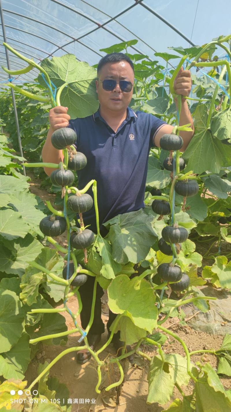 基地种植佳丰贝贝南瓜板栗南瓜产地直发爆粉电商货市场货批发
