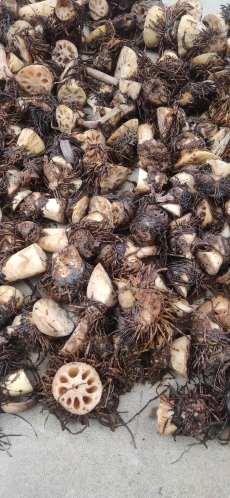 新鲜莲藕疙瘩带胡须治病适合做药材产地直供无任何中间商