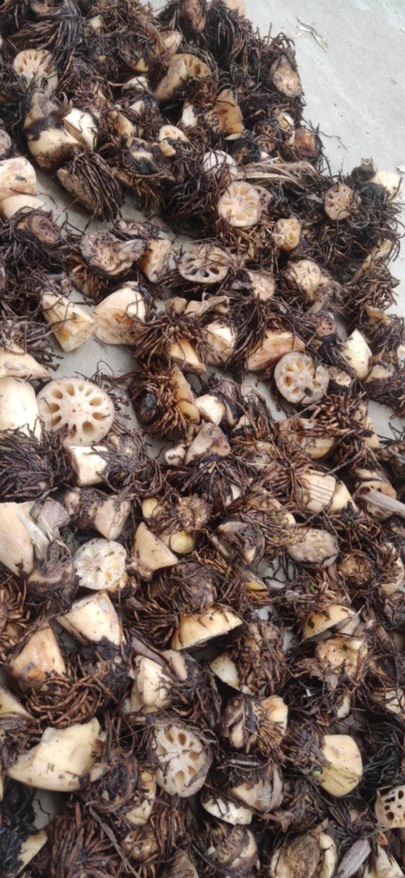 新鲜莲藕疙瘩带胡须治病适合做药材产地直供无任何中间商