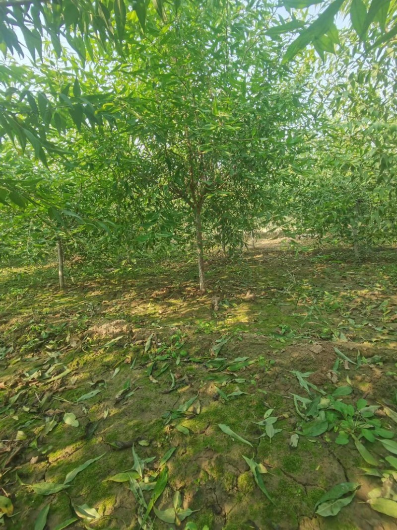 山桃绿化苗木，货源充足，自己家的苗圃，可视频看货