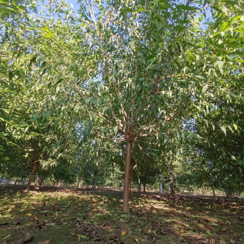 山桃绿化苗木，货源充足，自己家的苗圃，可视频看货