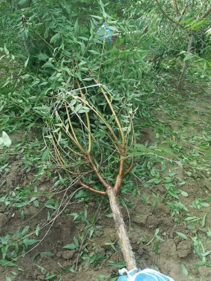 山桃绿化苗木，货源充足，自己家的苗圃，可视频看货