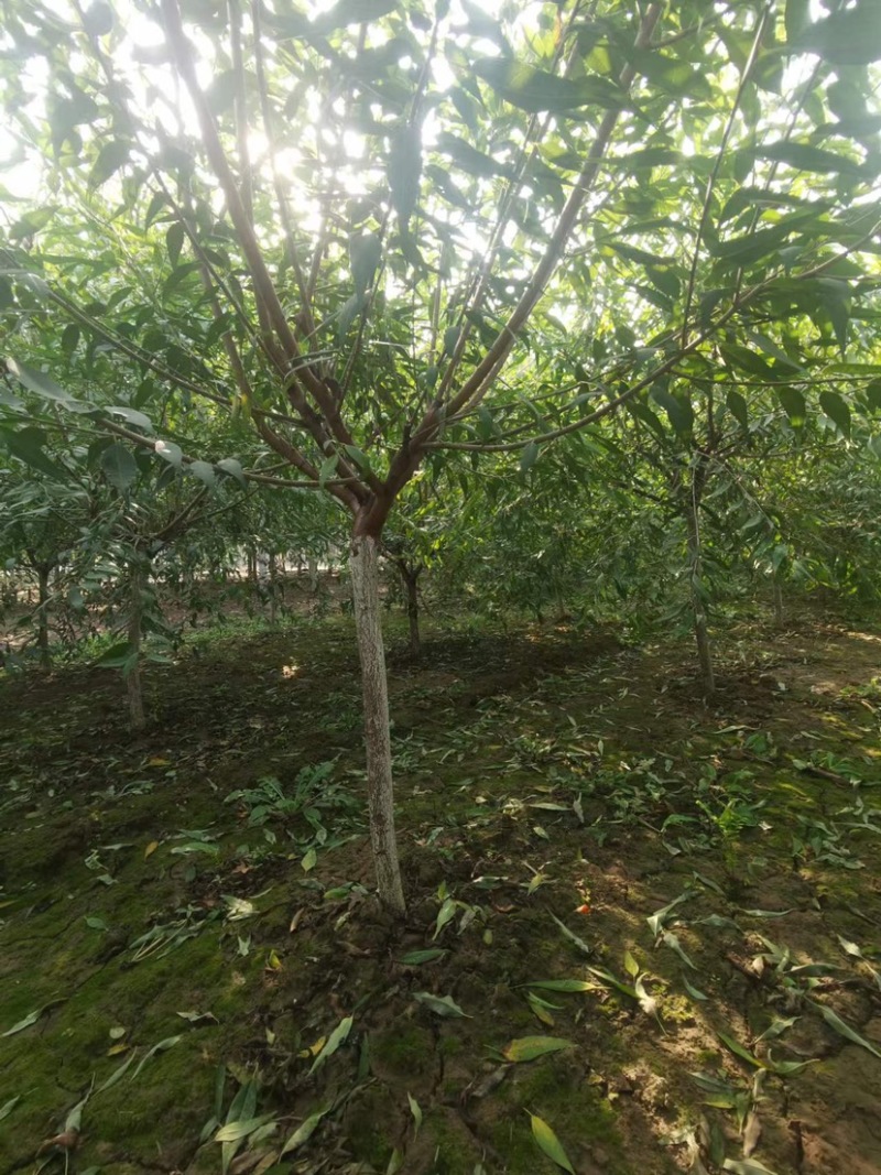 山桃绿化苗木，货源充足，自己家的苗圃，可视频看货