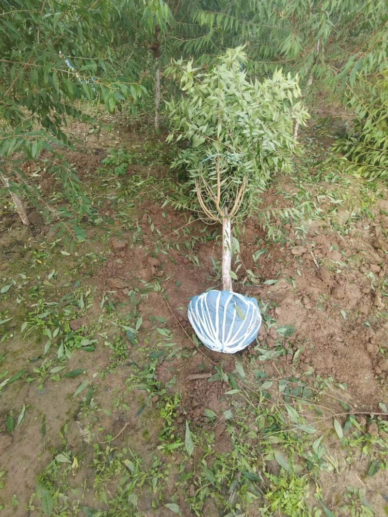山桃绿化苗木，货源充足，自己家的苗圃，可视频看货