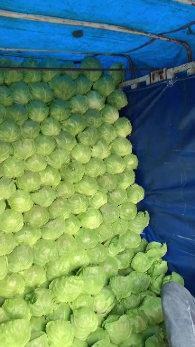 甘蓝山东潍坊甘蓝包菜菜宣，质优价廉，产地货源充足