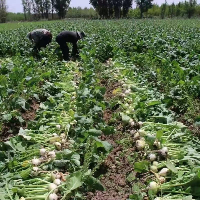 白蔓菁种子大头菜盘菜蔓菁表面光滑肉质细嫩生食炒萝卜种子