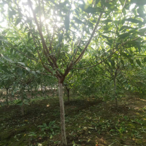 山桃绿化苗木，货源充足，自己家的苗圃，可视频看货