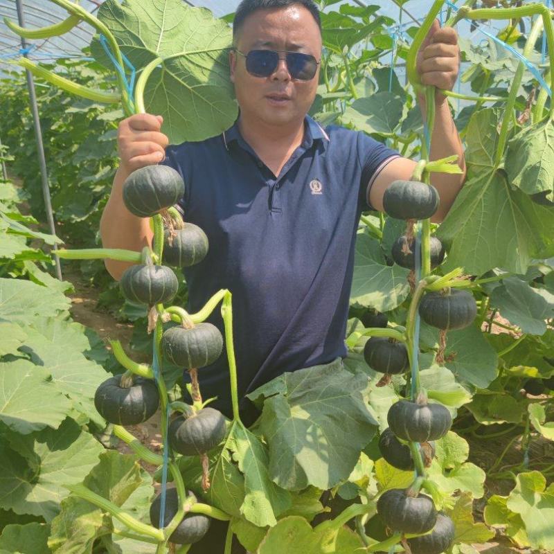 基地种植佳丰贝贝南瓜板栗南瓜产地直发爆粉电商货市场货批发