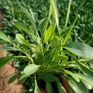 黄花金鸡菊大花金鸡菊金鸡菊杯苗公园花海大量现货