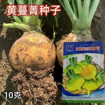 黄蔓菁种子大头菜盘菜蔓菁表面光滑肉质细嫩生食炒食萝卜种子