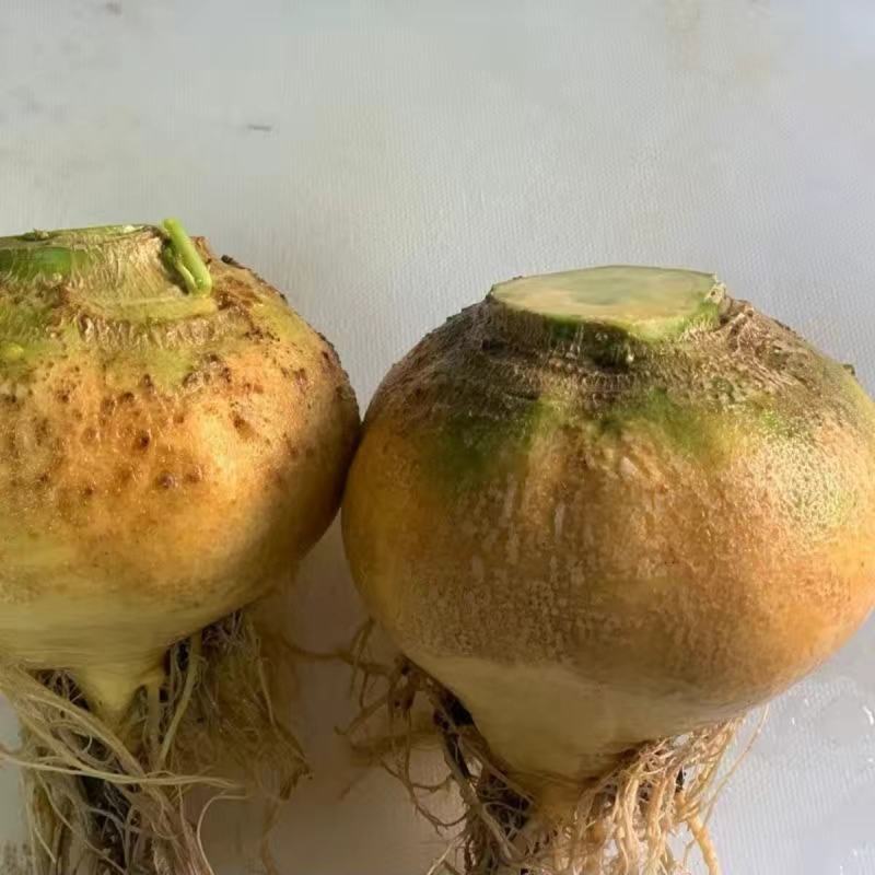 黄蔓菁种子大头菜盘菜蔓菁表面光滑肉质细嫩生食炒食萝卜种子