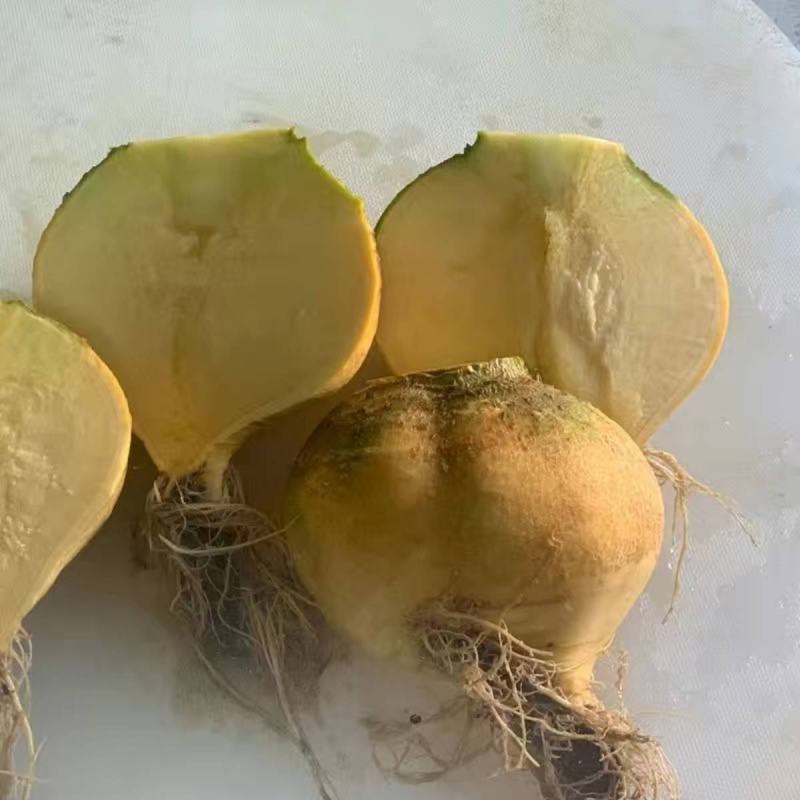 黄蔓菁种子大头菜盘菜蔓菁表面光滑肉质细嫩生食炒食萝卜种子