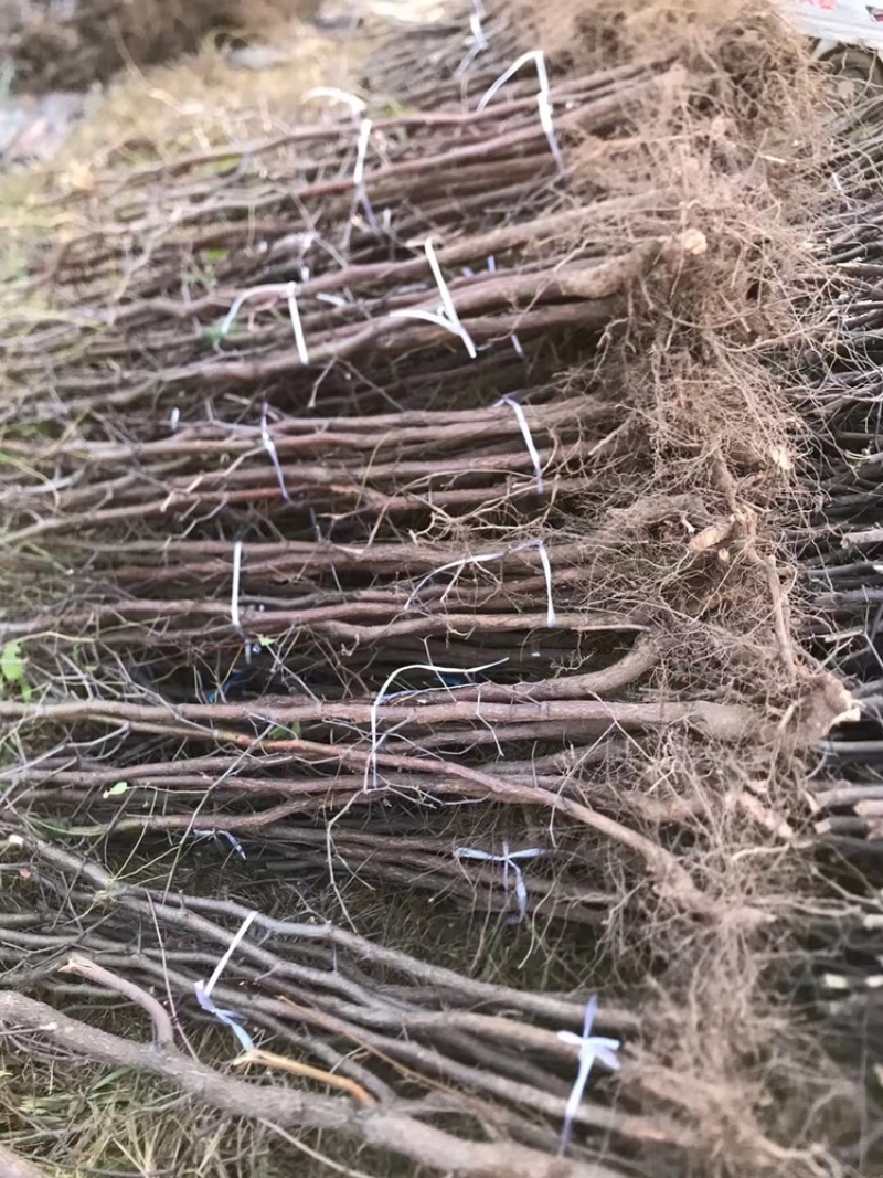 枣树苗