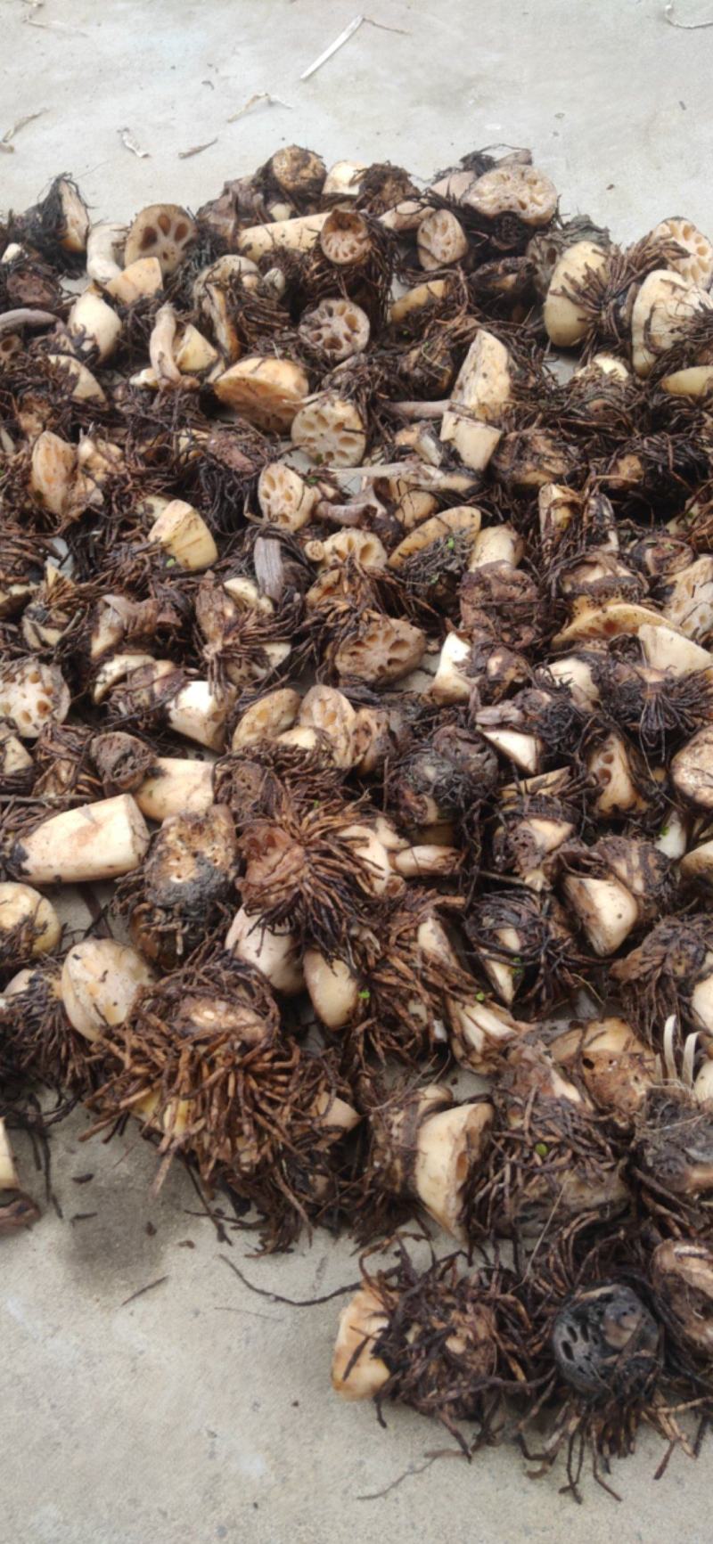 新鲜莲藕疙瘩带胡须治病适合做药材产地直供无任何中间商