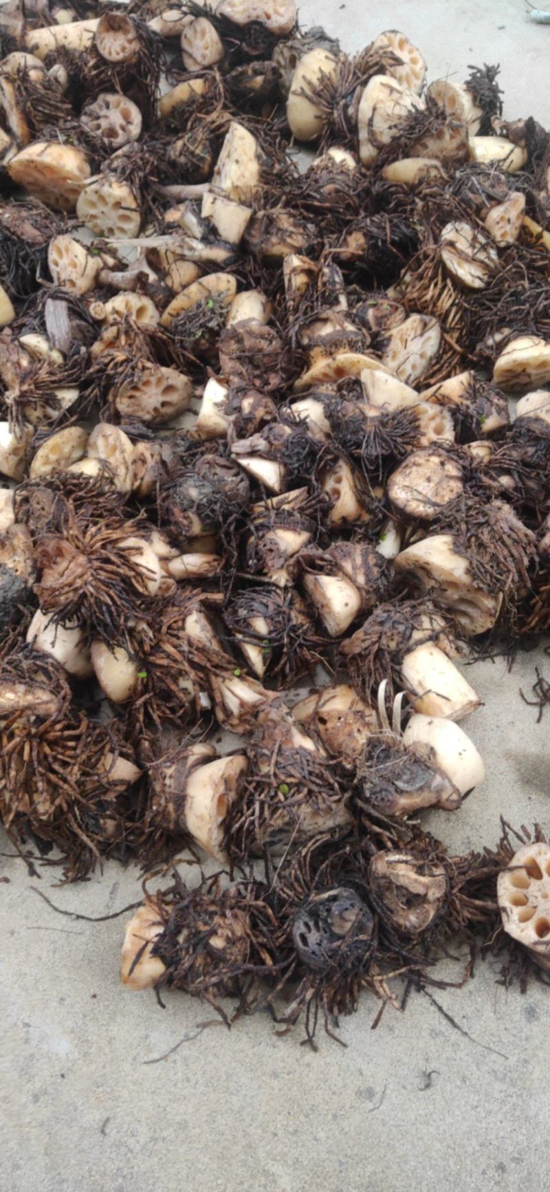 新鲜莲藕疙瘩带胡须治病适合做药材产地直供无任何中间商