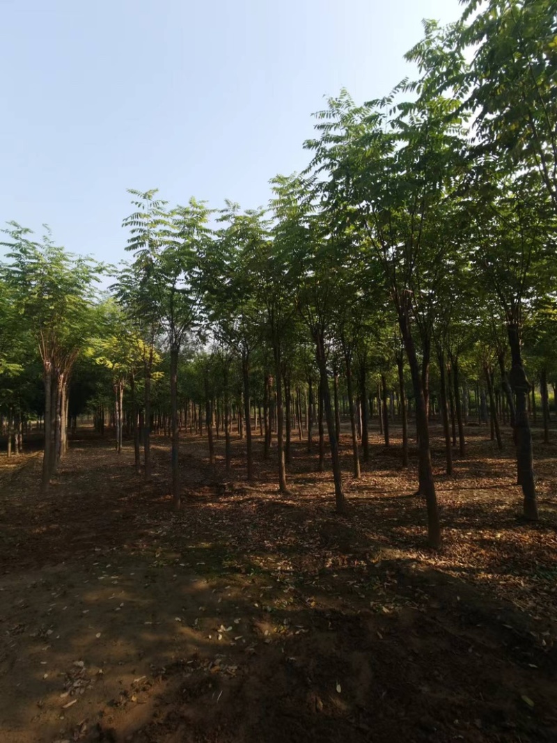 香花槐，乔灌木，货量充足，多大公分都有，可以视频看货