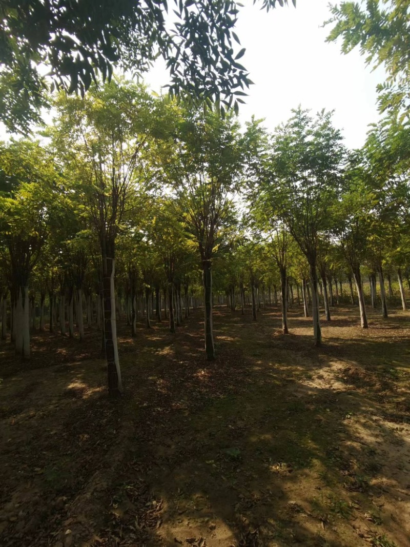 香花槐，乔灌木，货量充足，多大公分都有，可以视频看货