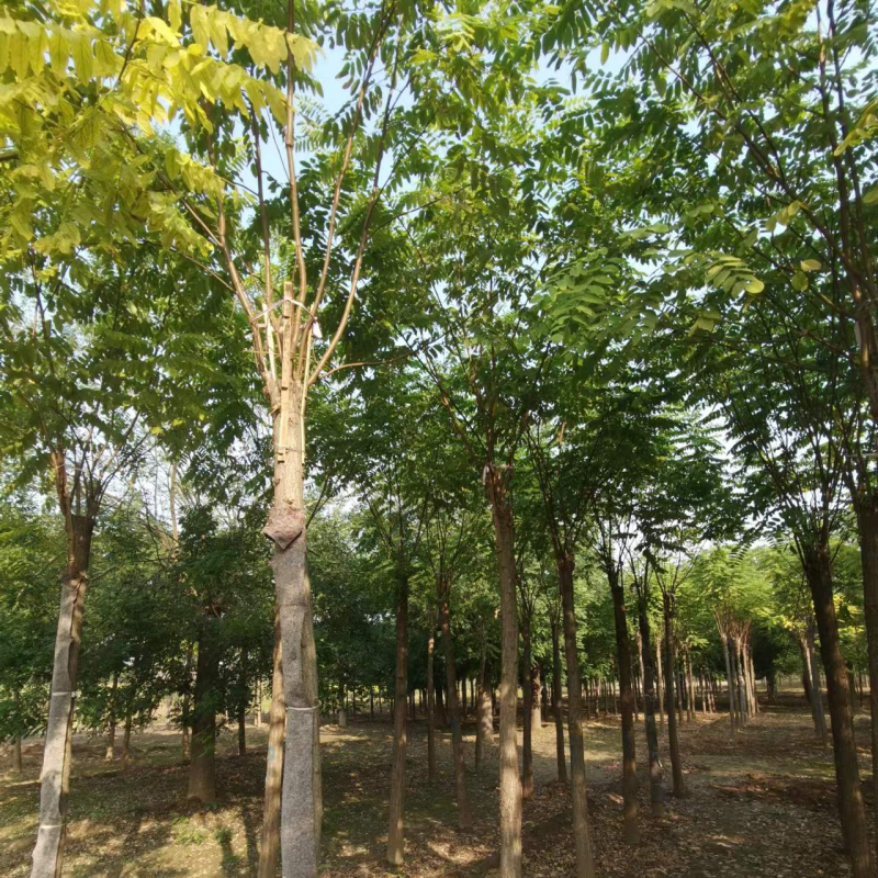 香花槐，乔灌木，货量充足，多大公分都有，可以视频看货