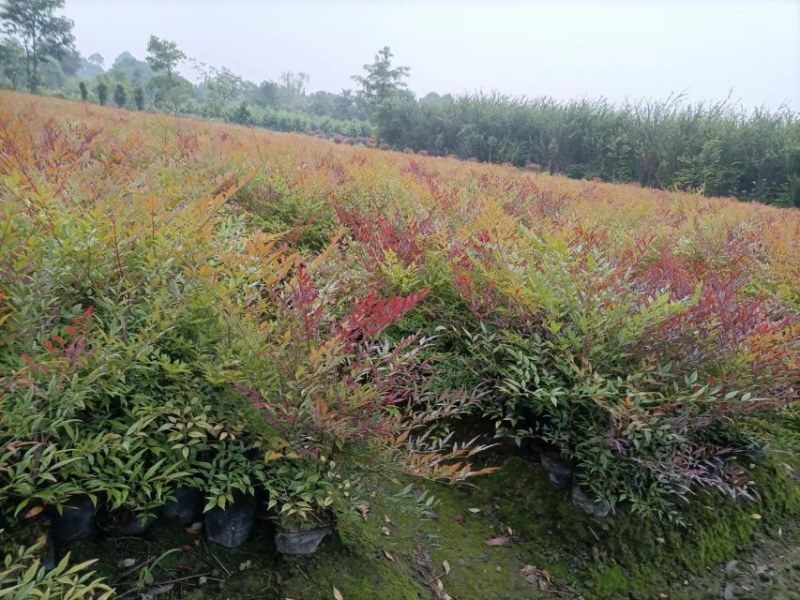 基地供应兰天竹杯苗南天竹批发价格低蓝天竹货源充足。