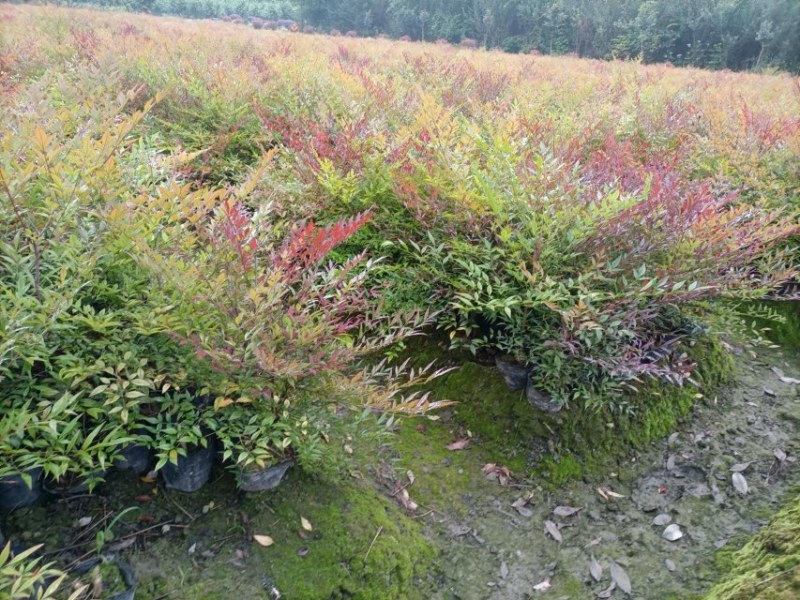 基地供应兰天竹杯苗南天竹批发价格低蓝天竹货源充足。