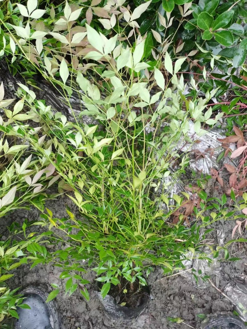 基地供应兰天竹杯苗南天竹批发价格低蓝天竹货源充足。