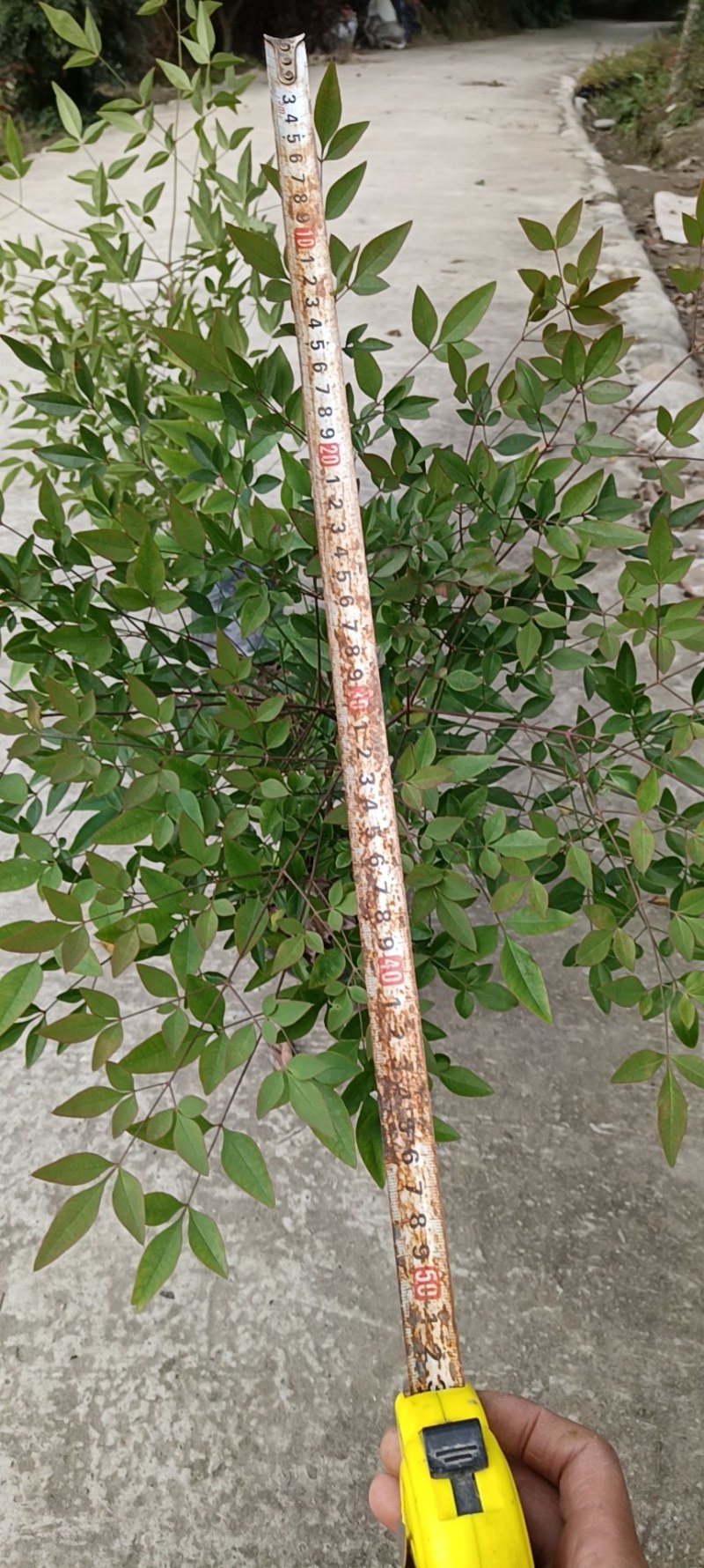 基地供应兰天竹杯苗南天竹批发价格低蓝天竹货源充足。