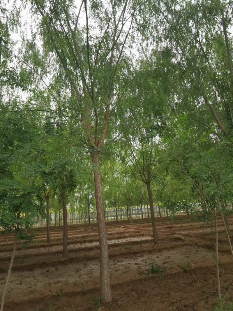 垂柳，绿化苗木，自己家的苗圃，多大公分的都有，可以视频看