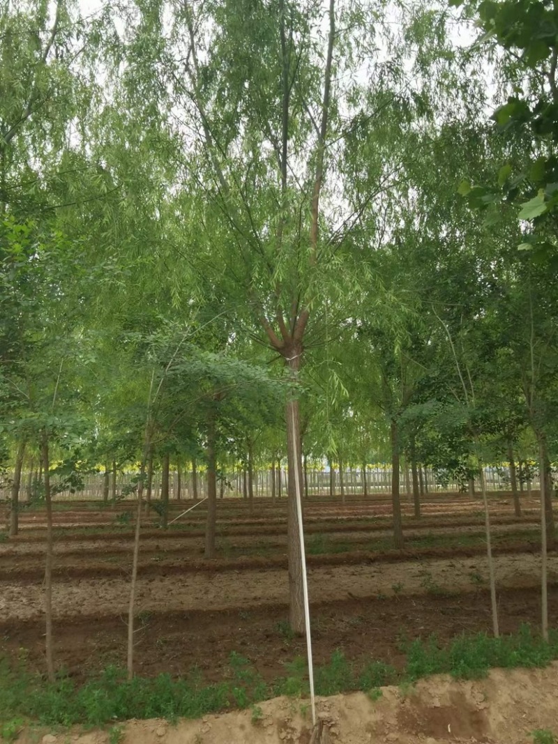 垂柳，绿化苗木，自己家的苗圃，多大公分的都有，可以视频看