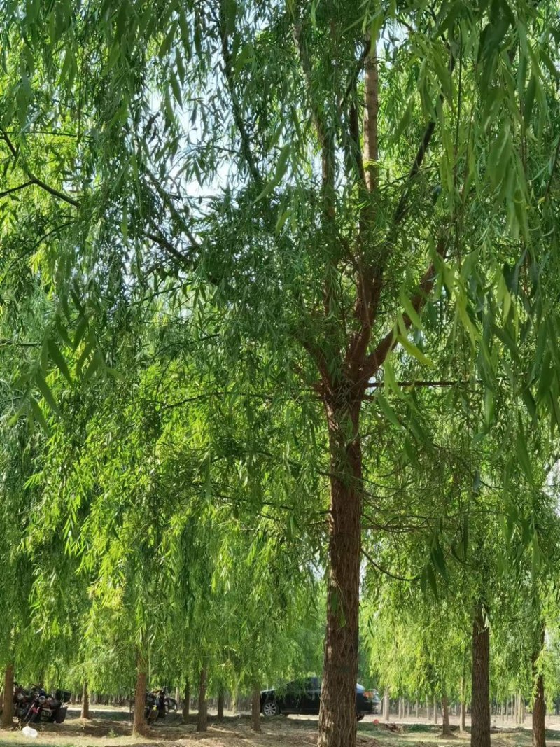 垂柳，绿化苗木，自己家的苗圃，多大公分的都有，可以视频看