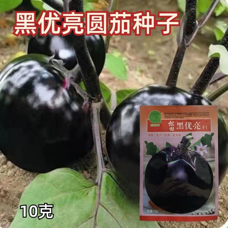 黑优亮圆茄种子黑色圆形茄种籽紫黑色果型大产量高茄子种子