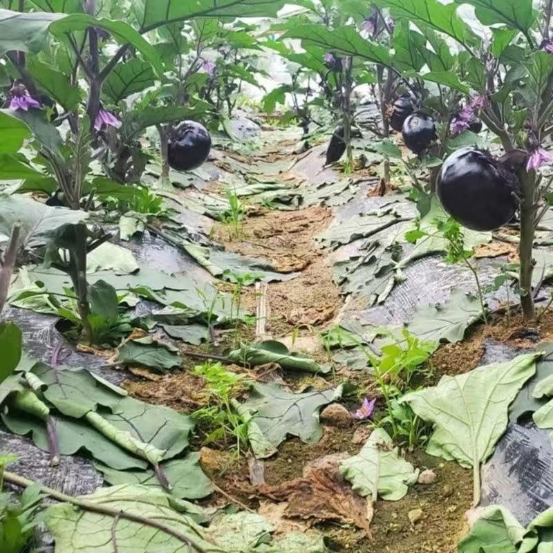黑优亮圆茄种子黑色圆形茄种籽紫黑色果型大产量高茄子种子