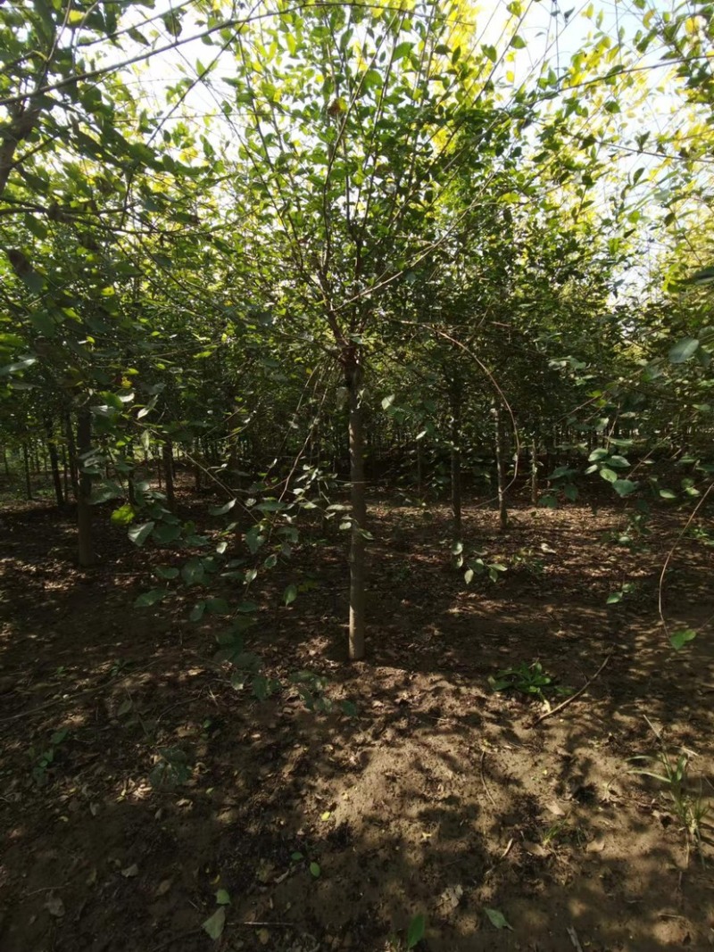 矮接金叶榆，榆树，运输方便，货源多，可视频看货