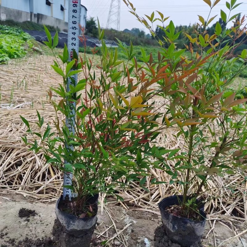 基地供应兰天竹杯苗南天竹批发价格低蓝天竹货源充足。