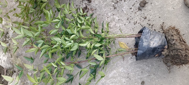 基地供应兰天竹杯苗南天竹批发价格低蓝天竹货源充足。