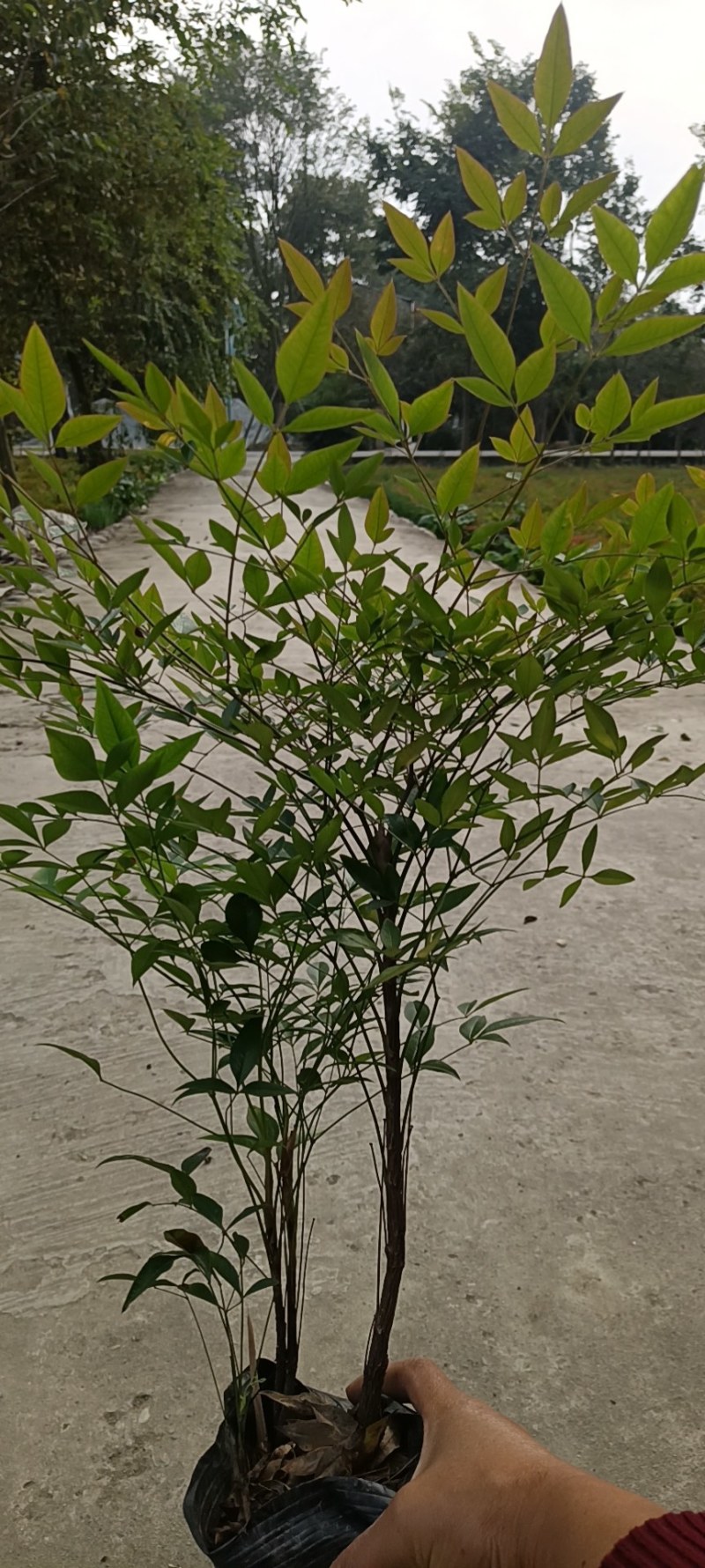 基地供应兰天竹杯苗南天竹批发价格低蓝天竹货源充足。