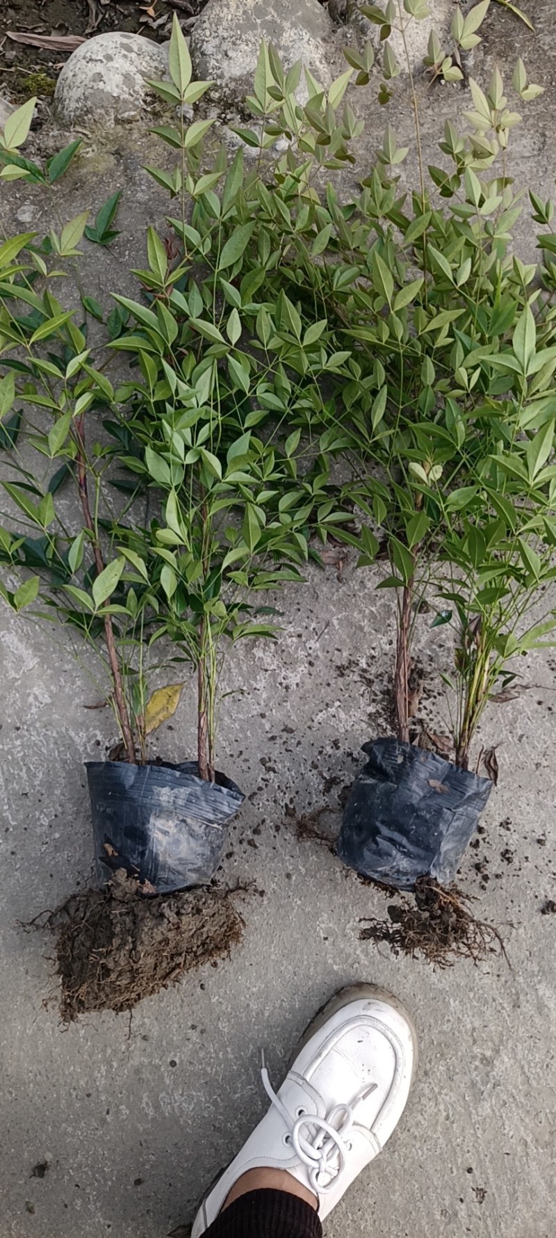 基地供应兰天竹杯苗南天竹批发价格低蓝天竹货源充足。