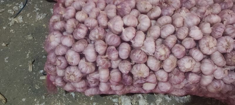 【荐】金乡大蒜产地货源全国发货量大从优，质量包您满意