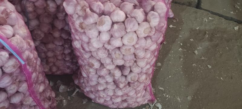 【荐】金乡大蒜产地货源全国发货量大从优，质量包您满意