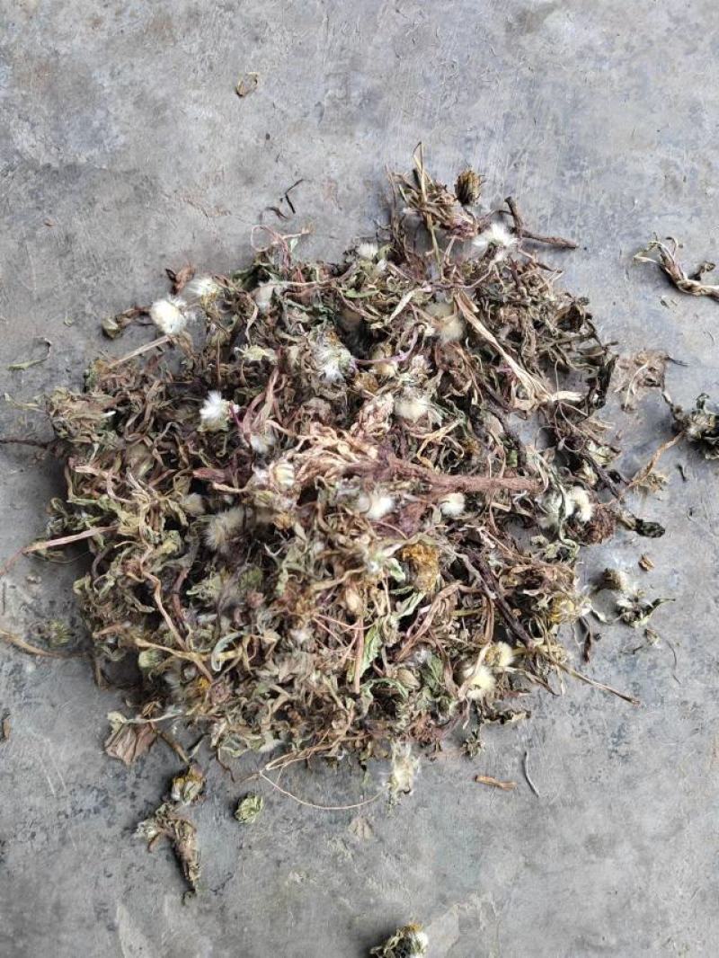 蒲公英公英段婆婆丁鲁舜泽中药材批发零售全国发货