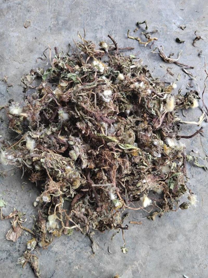 蒲公英公英段婆婆丁鲁舜泽中药材批发零售全国发货
