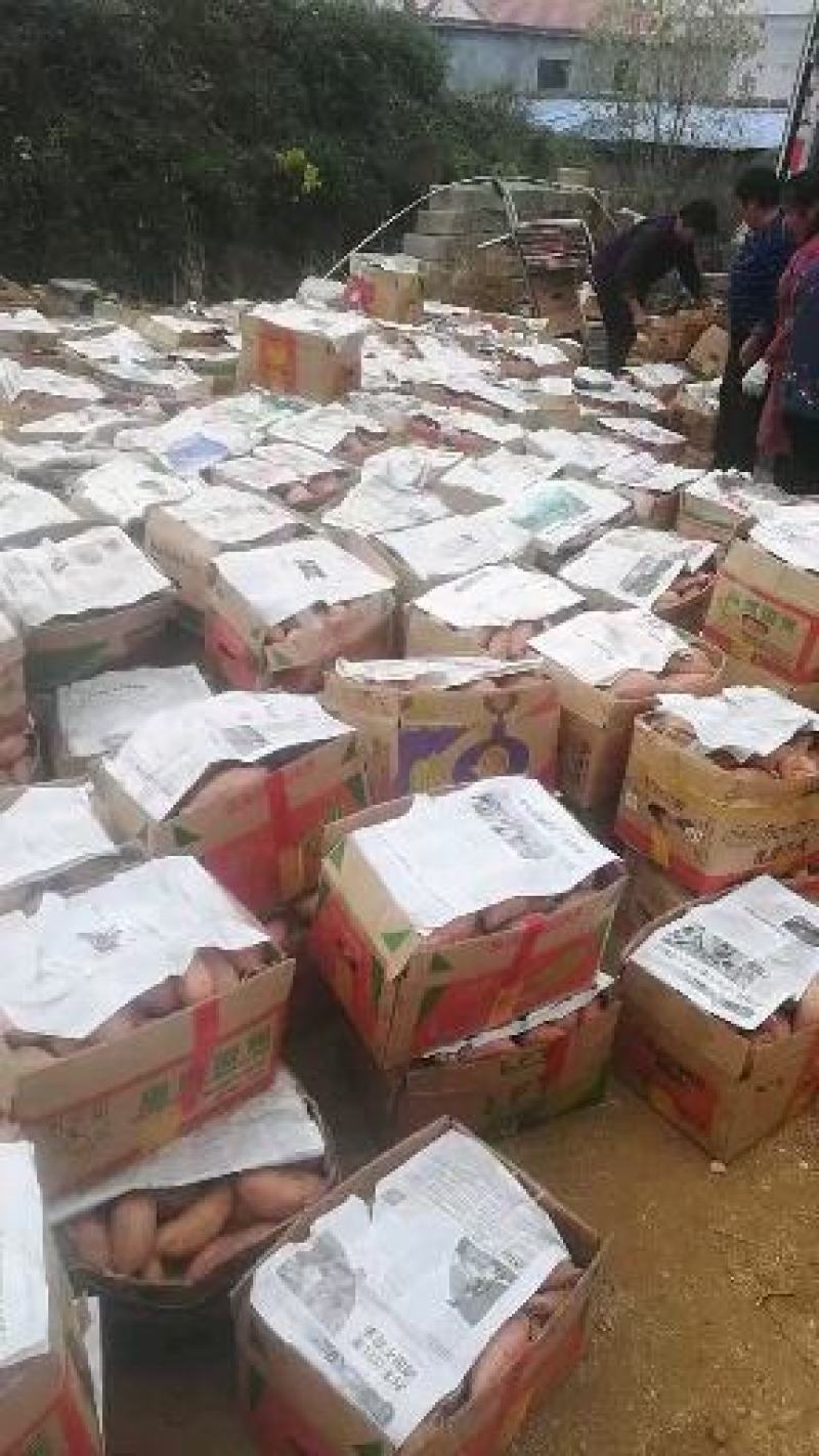 精品烟薯25龙薯九红薯干西瓜红口感粉糯香甜无丝
