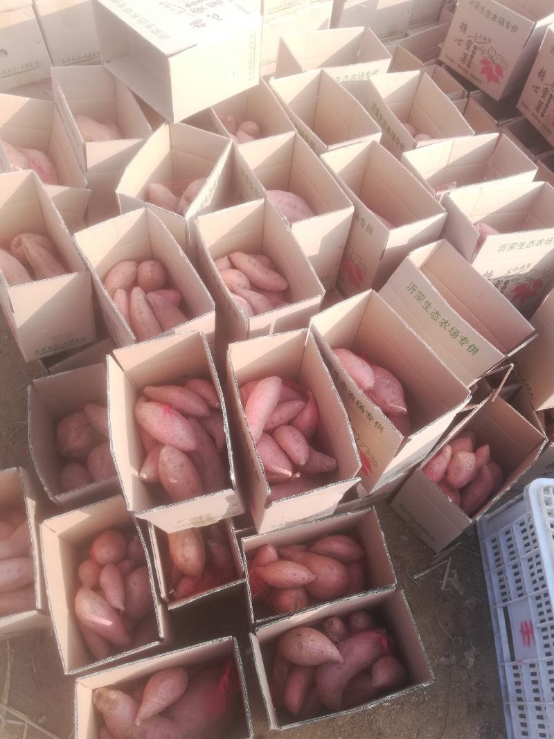 精品烟薯25龙薯九红薯干西瓜红口感粉糯香甜无丝