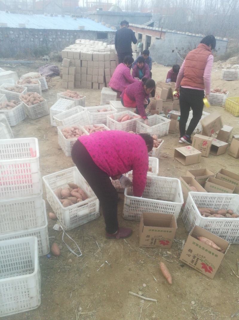 精品烟薯25龙薯九红薯干西瓜红口感粉糯香甜无丝