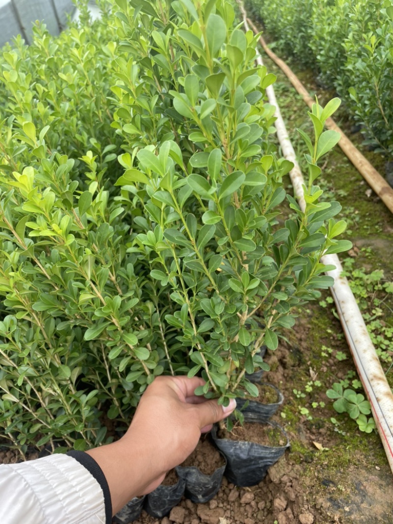 瓜子黄杨