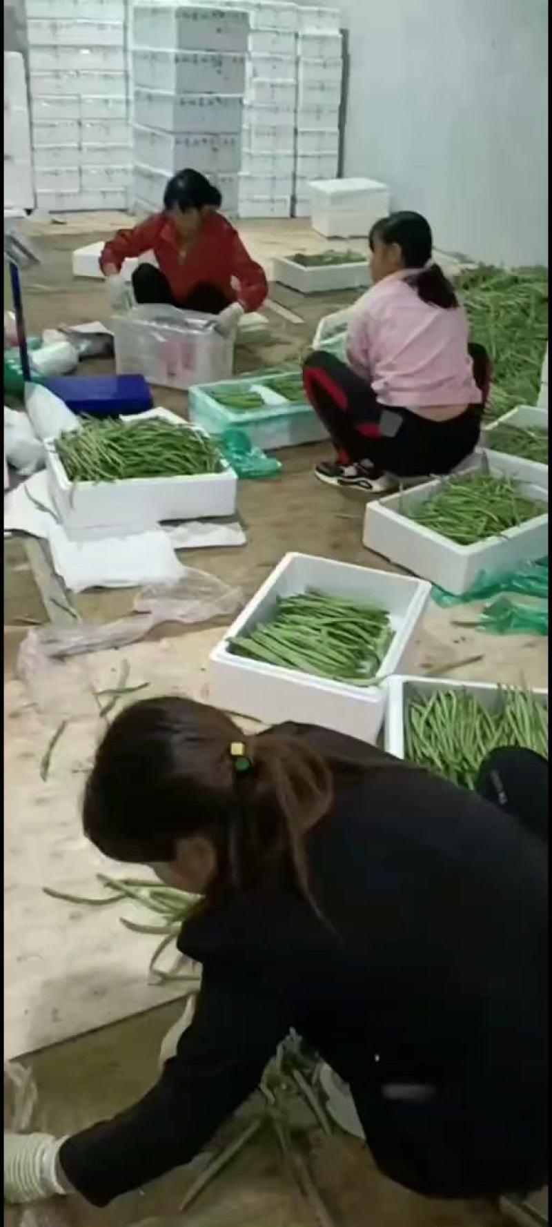 小金豆偏豆无筋豆紫豆白豆大量上市长年共货从精品到啦级