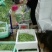 小金豆偏豆无筋豆紫豆白豆大量上市长年共货从精品到啦级
